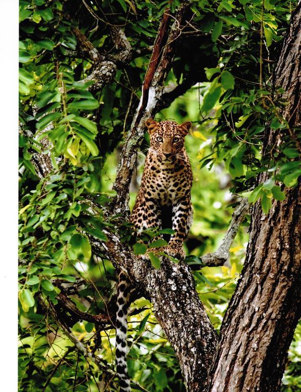 The Windflower Jungle Resort & Spa, Bandipur Ngoại thất bức ảnh
