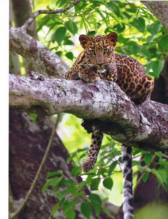 The Windflower Jungle Resort & Spa, Bandipur Ngoại thất bức ảnh