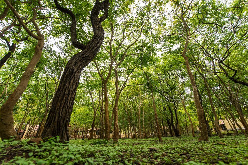 The Windflower Jungle Resort & Spa, Bandipur Ngoại thất bức ảnh